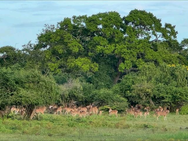 Wild Times at Yala National Park