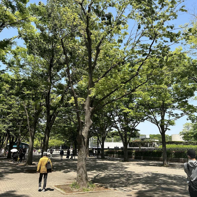 【東京/代々木🇯🇵】都会でリラックスするなら😌代々木公園
