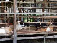 🐐 Goat Encounters & Fresh Milk Delights at Hay Dairies!