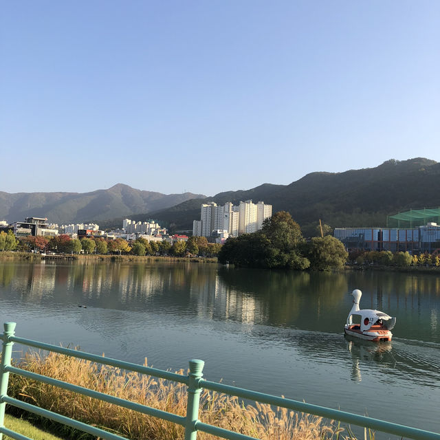 [대구 수성못공원] 백조 오리배 타고 힐링 산책, 잔잔한 호수