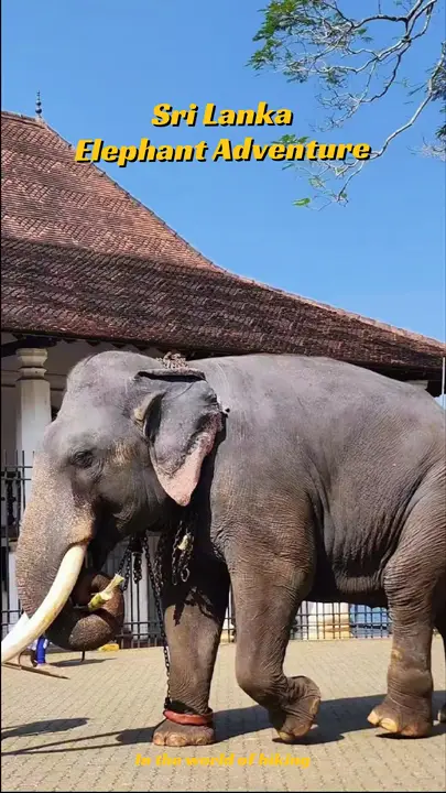 🐘💚 Sri Lanka Elephant spots From Orphanage Care to Wild Safari