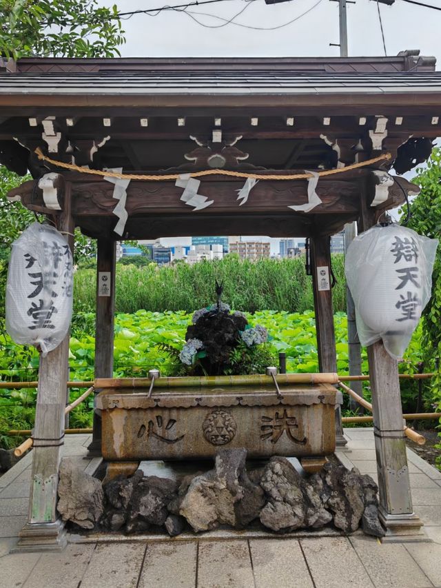 From Pandas to Petals: The Wonders of Ueno Park
