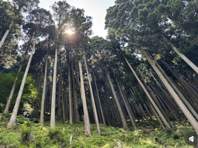 A Sunny Trek to Kifune Shrine: Worth the Walk? ☀️⛩️