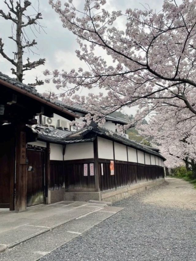 京都必去景點（七）哲學之道⛩️京都漫步  