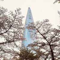 Solo Serenity at Seokchon Lake: Seoul’s Cherry Blossom Paradise** 🌸🚶♀️   