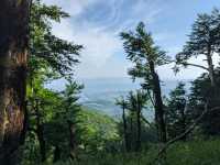 Forest Trails & Monastery Feels