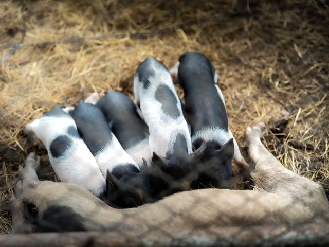 ความน่ารักของเขาใหญ่ในวันนี้ Mini Zoo 
