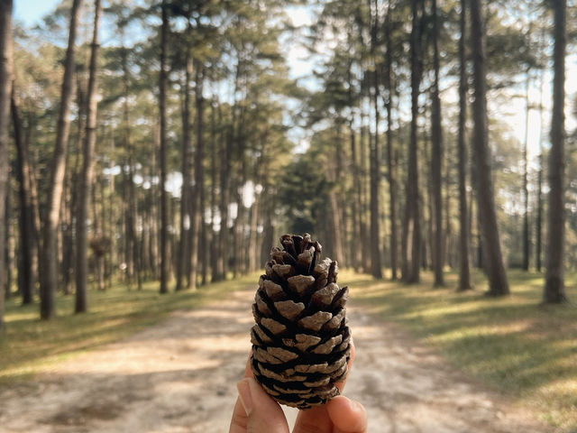 🌲🍃 สวนสนบ่อแก้ว |