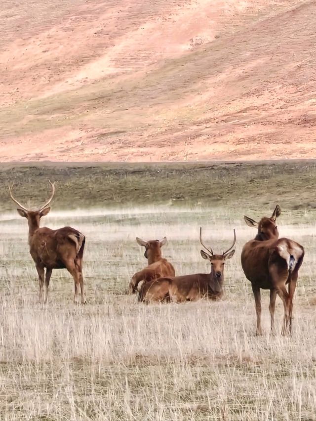 Wild Adventures on a Safari Tour in Riwoqê