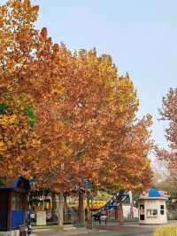 Autumn Splendor at Chaoyang Park
