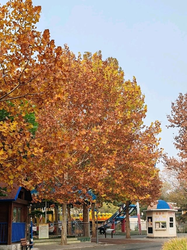 Autumn Splendor at Chaoyang Park