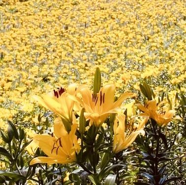 🌷 *Blooming Paradise: Solo Trip to Kasui Yuri-no-Sono in Shizuoka!* 🌸
