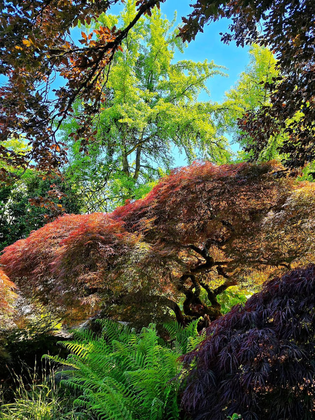 🌸 Early Summer Vibes at Queen Elizabeth Park – Vancouver’s Crown Jewel