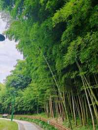 Bamboo Garden – Step into a Martial Arts Dream