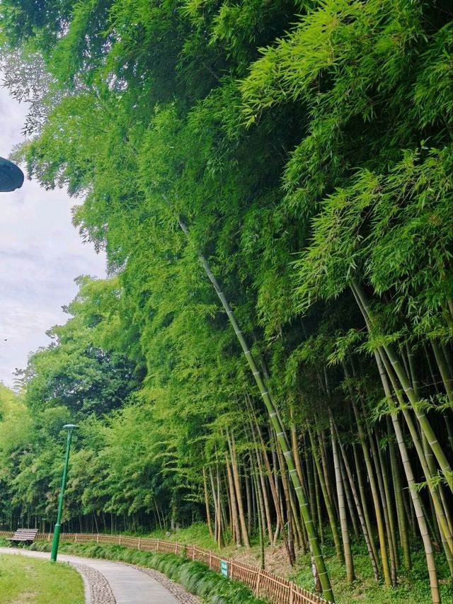 Bamboo Garden – Step into a Martial Arts Dream