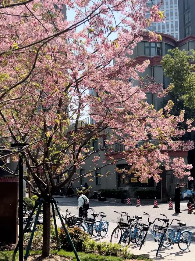 Cherry blossoms in Shanghai during spring