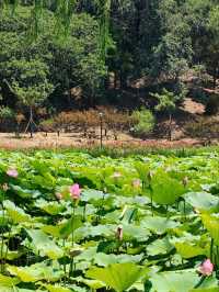 Yuanmingyuan: Beijing’s Lotus Wonderland