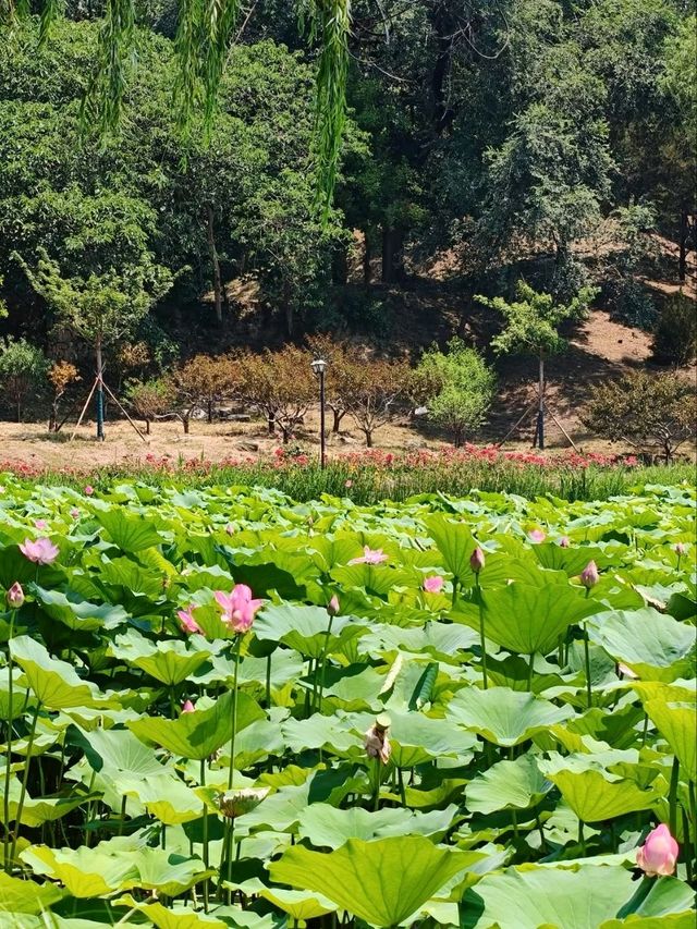 Yuanmingyuan: Beijing’s Lotus Wonderland