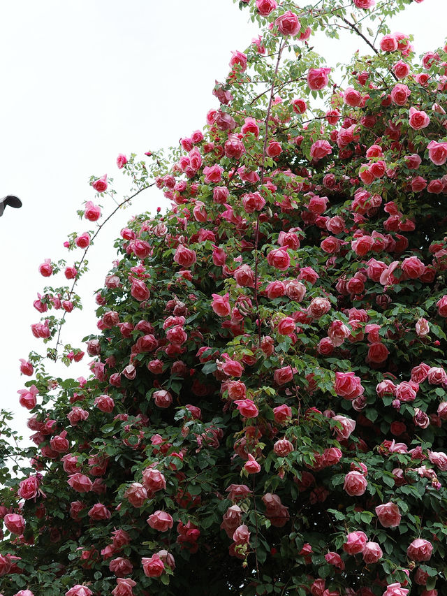 A house that remember roses 🌹 