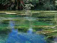 📍紐西蘭北島。Putaruru Blue Springs｜藍得像夢的一條河