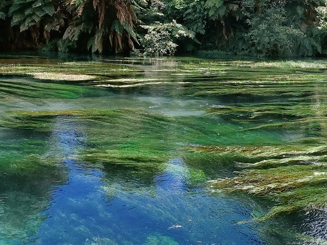 📍紐西蘭北島。Putaruru Blue Springs｜藍得像夢的一條河