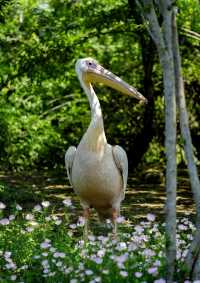 自然奇趣—南寧動物園