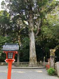 【鹿児島・霧島市】⛩️霧島神宮🏺黒酢ガーデン壺畑〜霧の聖地と黒酢壺の歴史旅〜