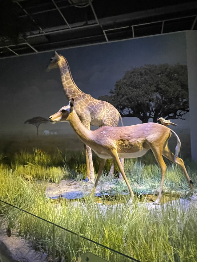 🇭🇰 Palaentology Gallery in Hong Kong Science Museum  🇭🇰 Palaentology Gallery in Hong Kong Science Museum