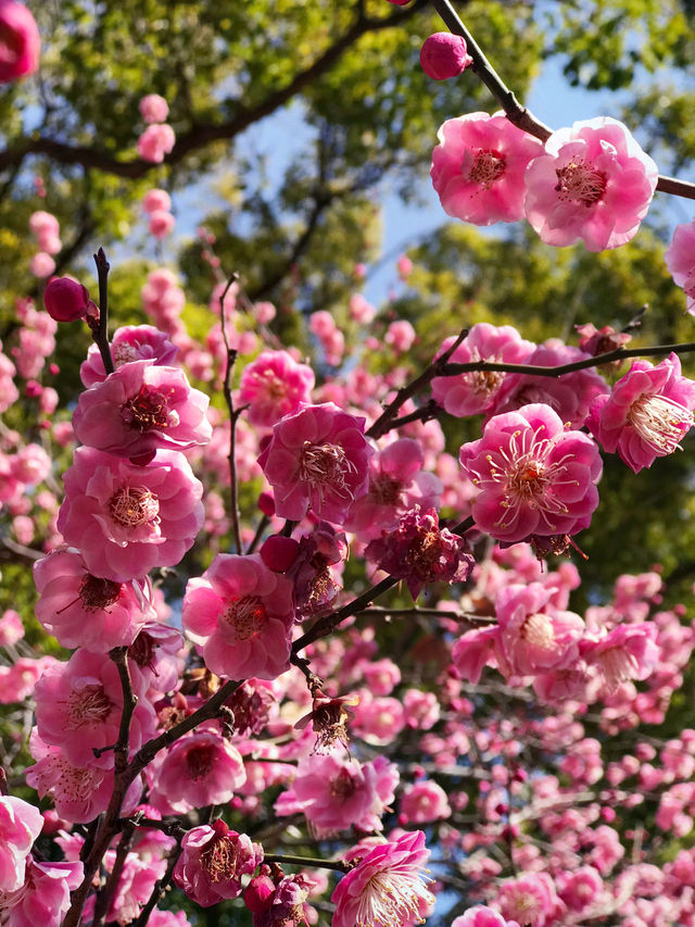 🌸 横浜公園の春の花々と見頃 2026年横浜ガーデンネックレス予測 🌸 横浜公園の春の花々と見頃 2026年横浜ガーデンネックレス予測