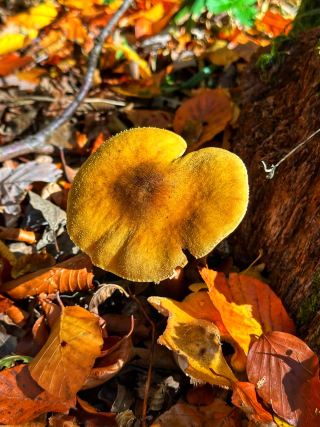 🌲 Vienna Woods – Nature’s Tranquil Escape Near the City 🌲