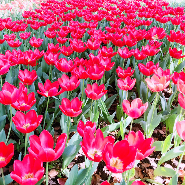 🌷横浜公園のチューリップと近場観光の組み合わせプラン