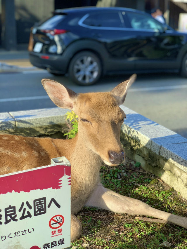 🦌 나라 길거리에서 만난 사슴들🫎💛