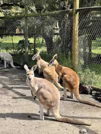 伯斯袋鼠🦘