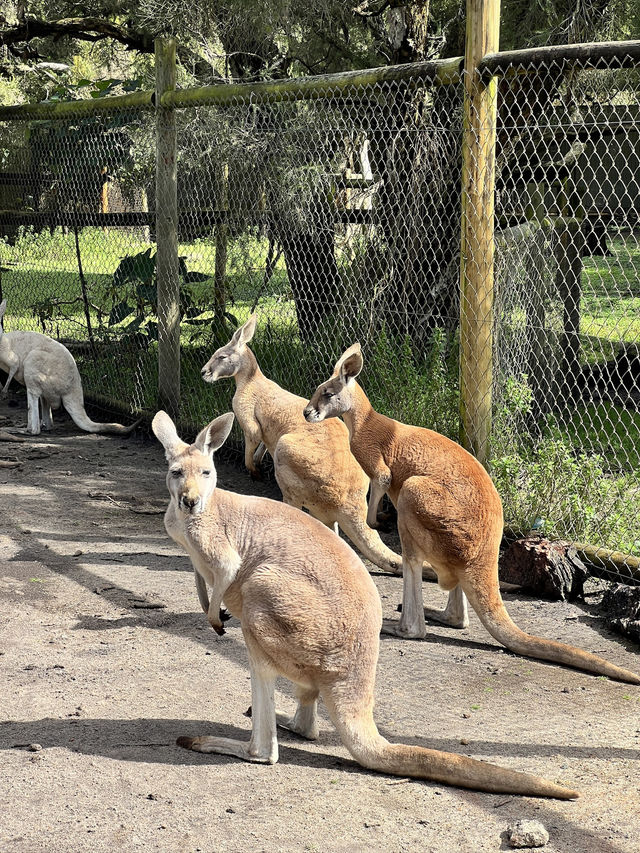 伯斯袋鼠🦘