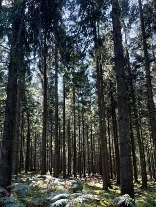 寧林斯波溪流步道——比利時迷人的溪畔遠足