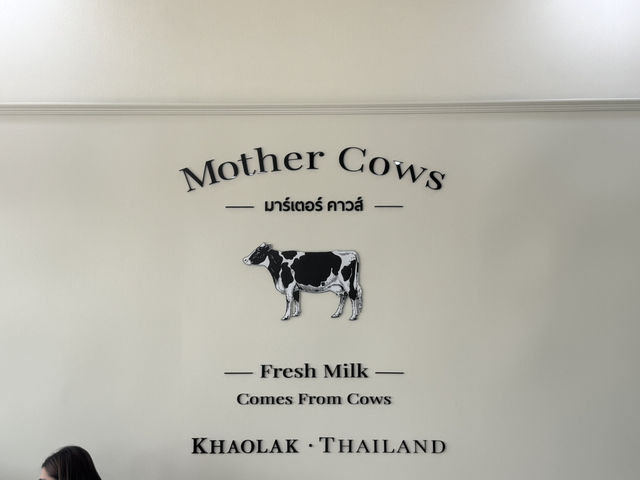 แม่วัวมาแล้วที่เขาหลัก! แม่วัวมาแล้วที่เขาหลัก!