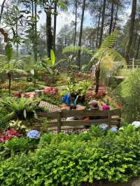 The Orchid Forest Cikole, Bandung 🌲✨