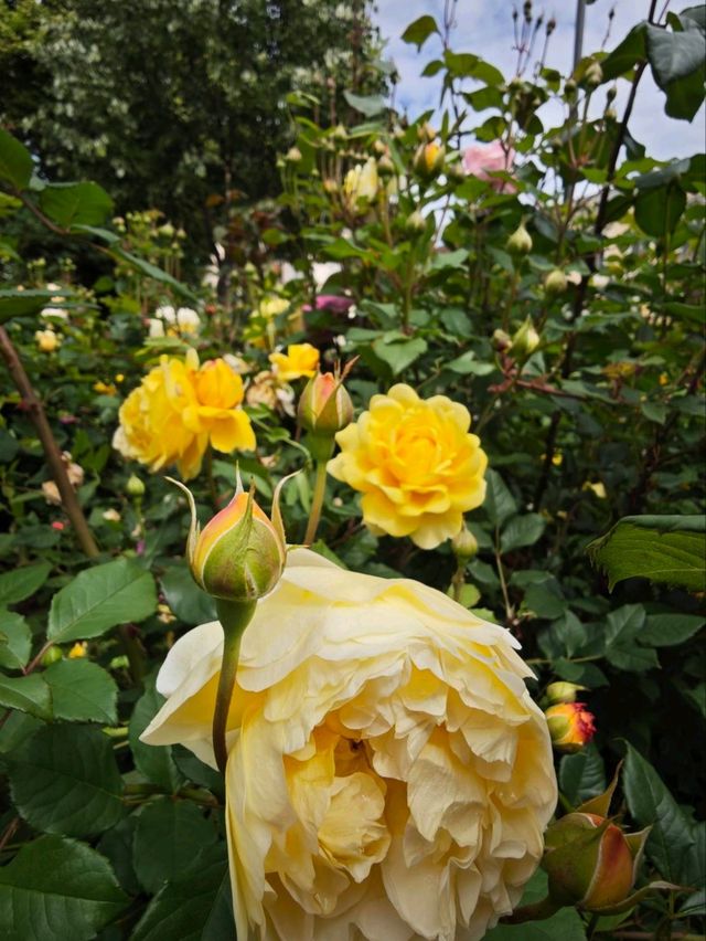 城市靈魂的一角，綠意與藝術共存的街頭花園#水晶花園（Crystal Garden）-Sofia Bulgaria