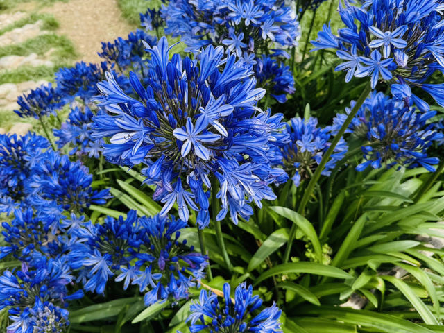 	《必打卡！麗江最新網紅秘境「聽花谷」》