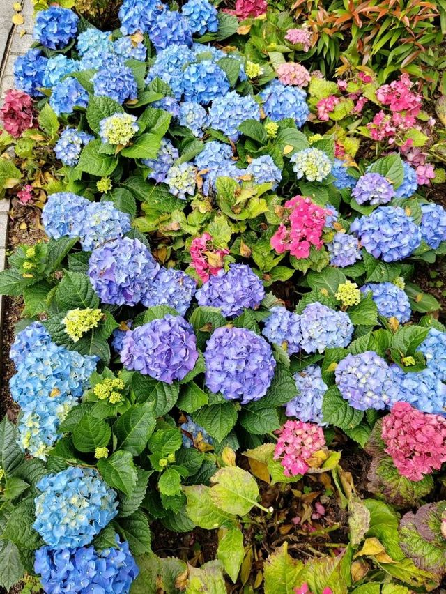 香港單車館公園愜意漫步花海🌸 香港單車館公園愜意漫步花海🌸