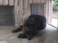 名古屋親子活動最佳場所#名古屋東山動植物園-日本愛知縣名古屋市