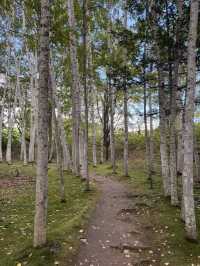 【北海道】美瑛で出会う白と緑の幻想回廊🌳✨