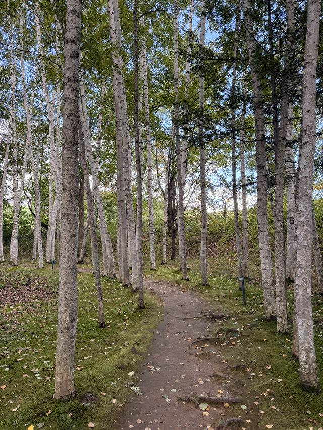 【北海道】美瑛で出会う白と緑の幻想回廊🌳✨