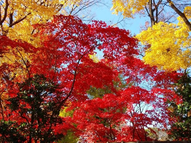 紅葉の定番🍁日本の有名観光スポット