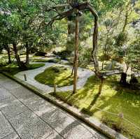 Solo Zen: Finding Peace in Hokokuji's Bamboo Grove