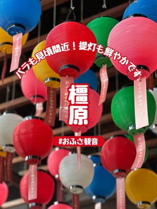 [Kashihara City] Autumn Rose and Lantern Festival 🌹 Enjoy the photogenic autumn at Ofusa Kannon Temple 🎶