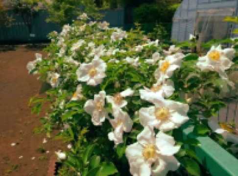 Discovering Nature’s Pharmacy at Tokyo Medicinal Plant Garden 🌿