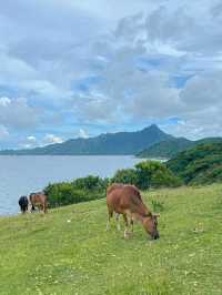 Serenity by the Sea – A Peaceful Escape to Tap Mun, Hong Kong