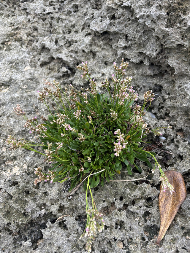 石垣島深度游 石垣島深度游