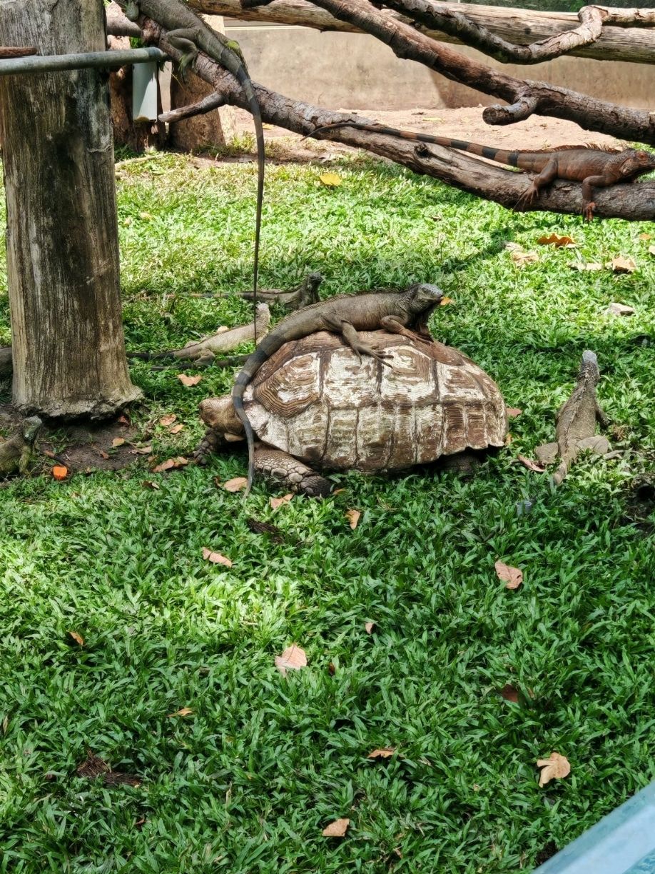 Vườn thú Sài Gòn: Khu Safari nhiệt đới ngay giữa lòng Thành phố Hồ Chí Minh